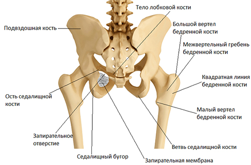 строение таза человека, тазобедренный суств, скелет, кости